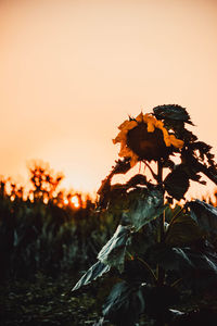 Close-up of plant against clear sky during sunset