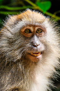 Close-up portrait of a monkey