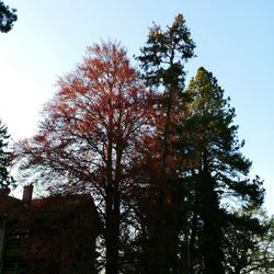 Low angle view of trees against sky during autumn