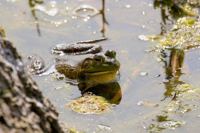 Close-up of frog in lake