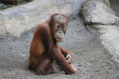 Young ape sitting outdoors