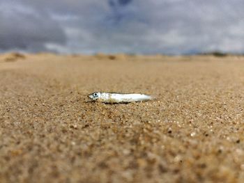 Close-up of lizard on sand at beach