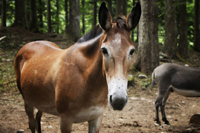 Horses in a forest