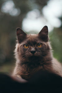 Close-up portrait of cat