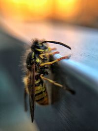 Close-up of insect