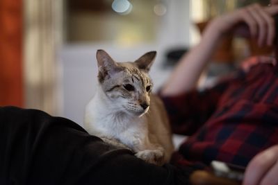 Cat relaxing on sofa at home