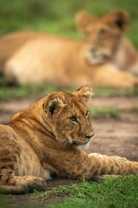 Close-up of lion cub lying near another
