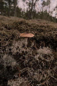 Close-up of mushroom growing on field