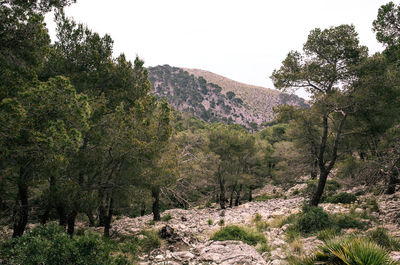 Scenic view of forest against clear sky