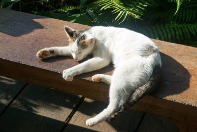 Cat lying down on floor