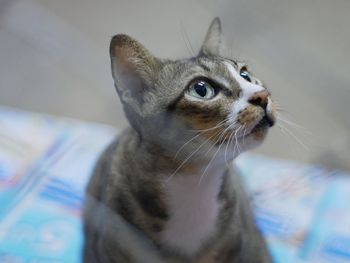 Close-up portrait of kitten