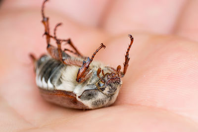 Close-up of spider on hand