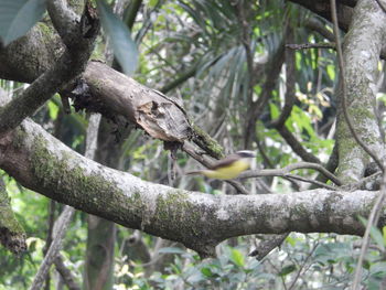 Close-up of bird perching on tree