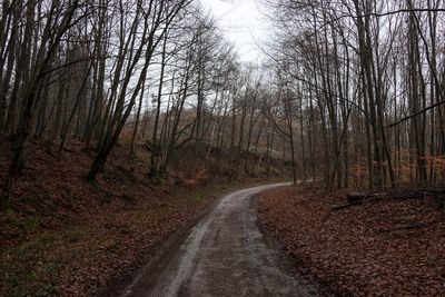 Road amidst trees in forest