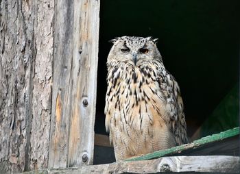 Close-up portrait of owl on tree trunk