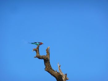 Low angle view of bird perching on tree against clear blue sky