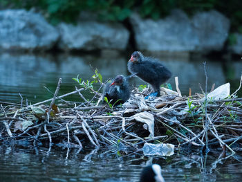 Birds perching on a lake