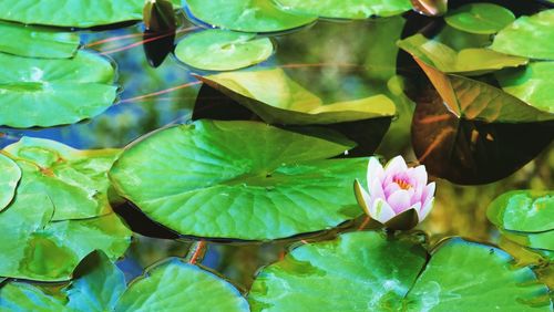 Close-up of lotus blooming outdoors