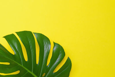 Tropical leaves monstera on yellow background. minimal summer tropical background