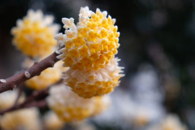 Close-up of yellow flowers blooming outdoors