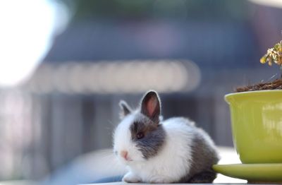 Close-up of rabbit by potted plant