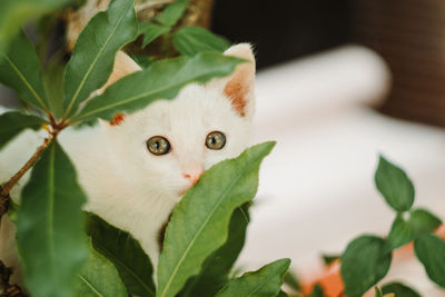 Close-up portrait of a white cat