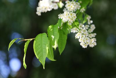 Close-up of white flowering plant leaves