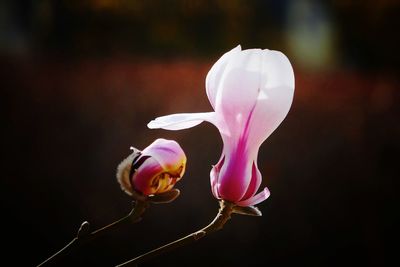 Close-up of flower blooming outdoors