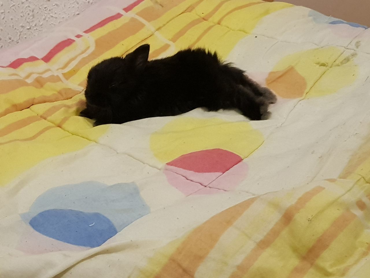 BLACK CAT SITTING ON YELLOW FABRIC