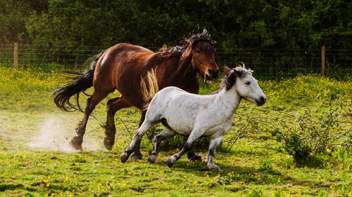 Horses in the field