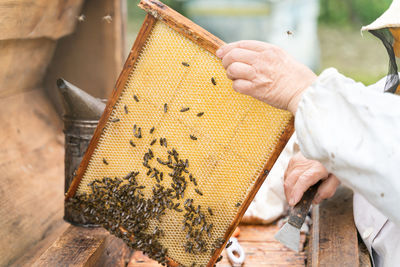 Cropped hand of beekeeper holding honeycomb at park