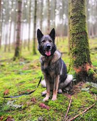 Portrait of dog in forest