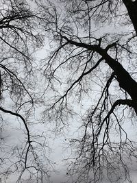 Low angle view of bare tree against sky