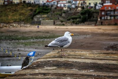 Seagull perching on a land