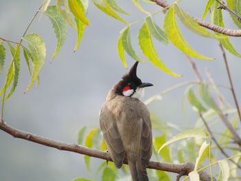 Low angle view of birds perching on branch