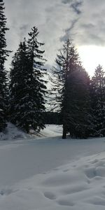 Trees on snow covered landscape