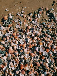 High angle view of shells on ground
