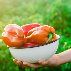 The farmer is harvesting the pepper in the field. fresh healthy organic vegetables. 