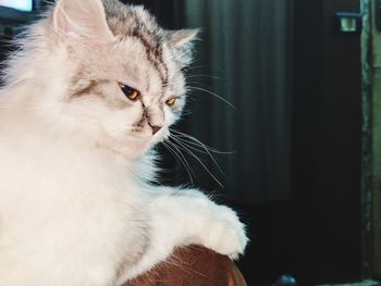 Close-up of cat looking away at home