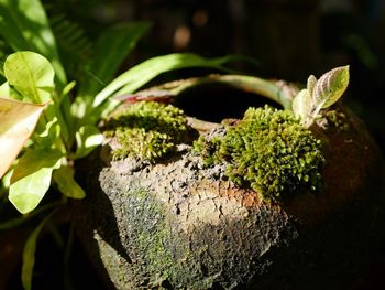 Close-up of moss growing on tree trunk