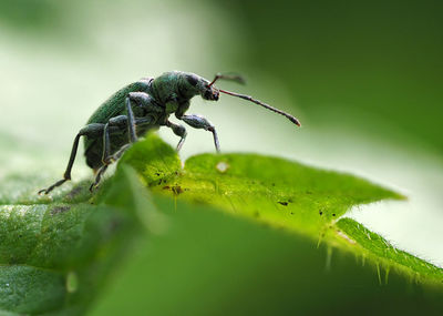 Close-up of insect on leaf