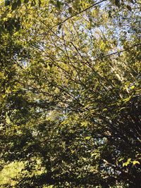 Low angle view of tree against sky
