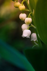 Close-up of flowering plant