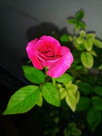 Close-up of pink rose blooming outdoors