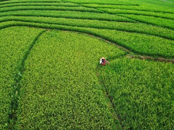 Aerial panorama of agrarian rice fields landscape like a terraced rice fields ubud bali indonesia