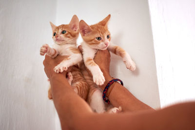 Midsection of cat with hand on kitten