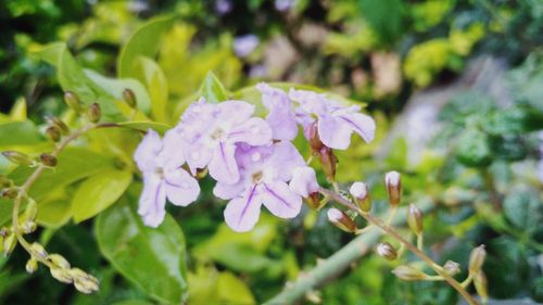 Close-up of flowers blooming on tree