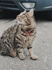 Cat looking away on road