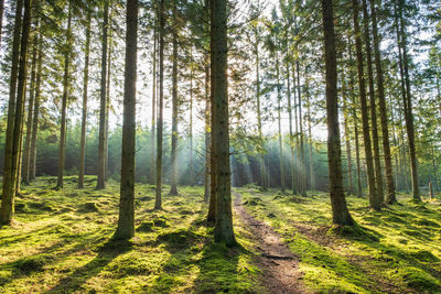 Pine trees in forest