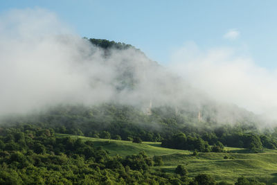 Small green bushes on the background of the mountain hidden by fog. in the background is a blue sky.